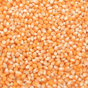 MAIZ POP CORN